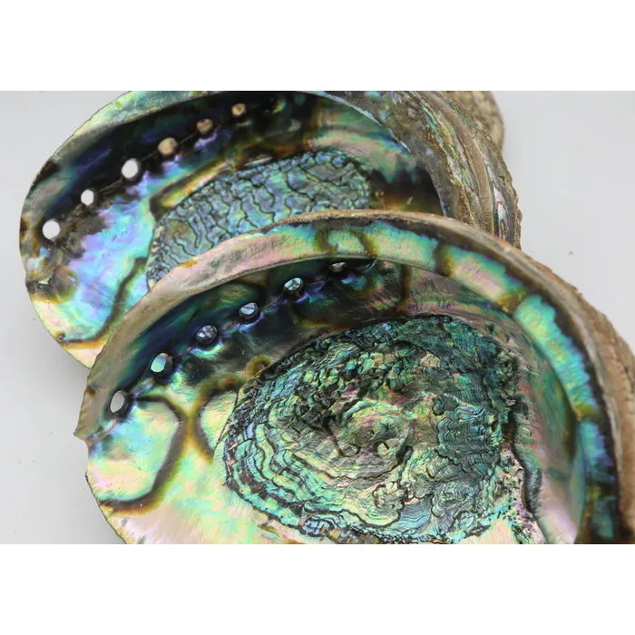 Abalone Schelp Luxe Groot 18 cm