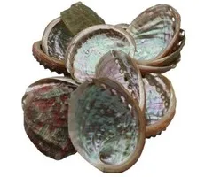 Abalone schelp mini