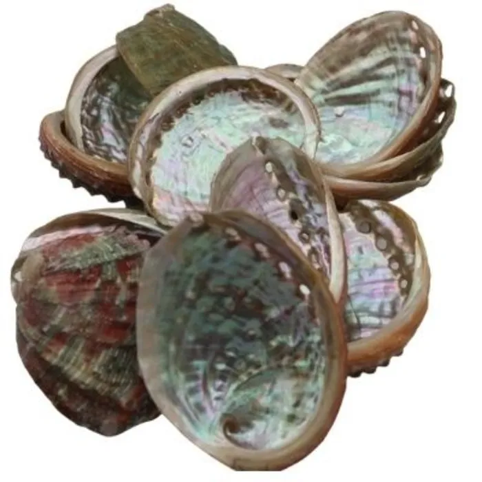 Abalone schelp mini
