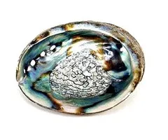 Abalone schelp groot - 120 tot 140 mm