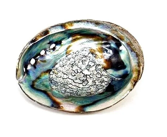 Abalone schelp groot