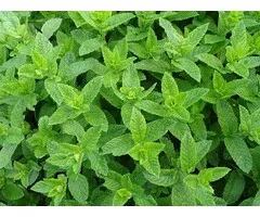 Pepermunt olie 10 ml