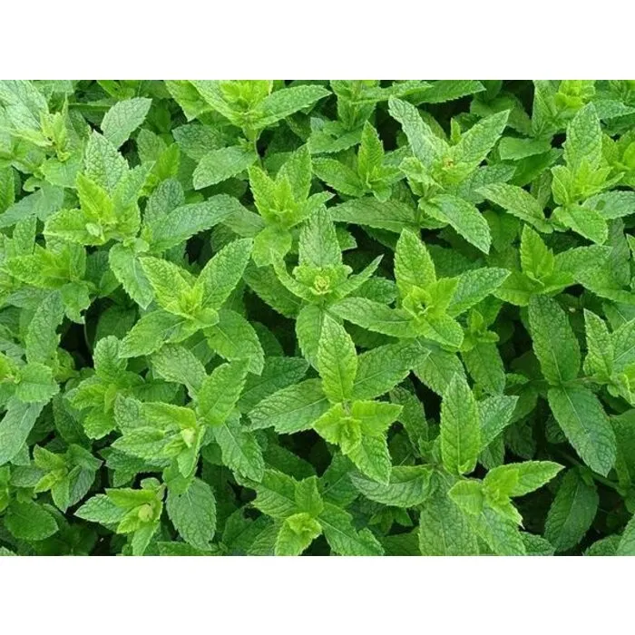 Pepermunt olie 10 ml