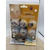 Verzameling echte fossielen - 6 echte fossielen