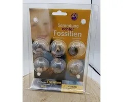 Verzameling echte fossielen - 6 echte fossielen