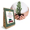 Kweek je eigen kerstboom zadenpakket in zakje