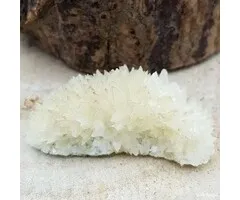 Calciet Hondentand mini cluster