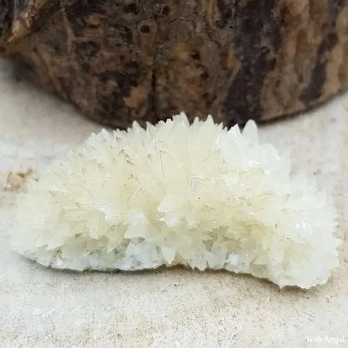 Calciet Hondentand mini cluster