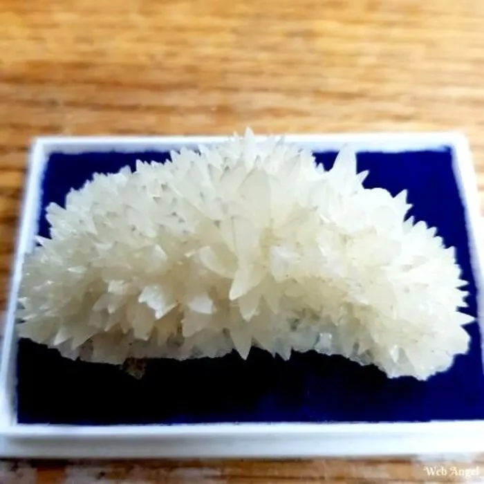 Calciet Hondentand mini cluster