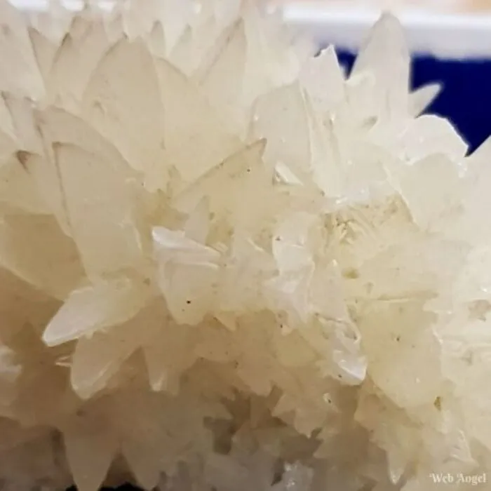 Calciet Hondentand mini cluster