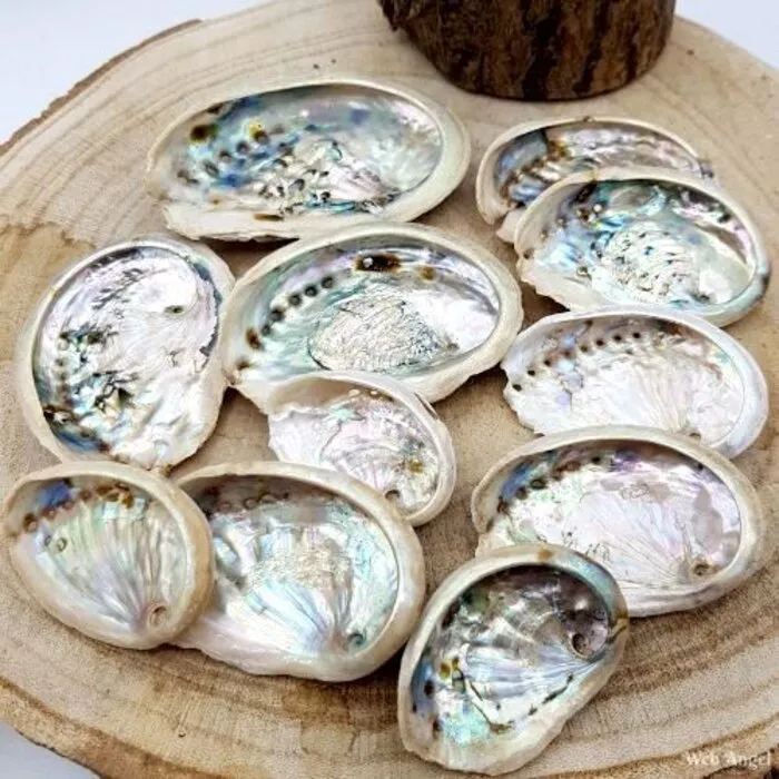 Natuurlijke Abalone Schelpjes - Ca. 100 gram