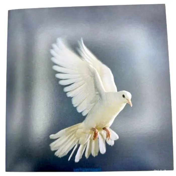 Wenskaart met Witte Vredesduif