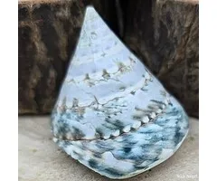 Trochus Troca Schelp Groen – 5-6 cm