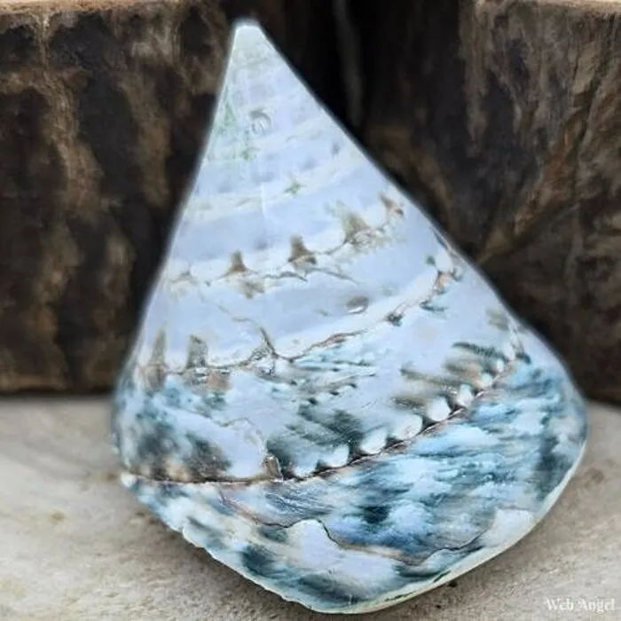 Trochus Troca Schelp Groen – 5-6 cm