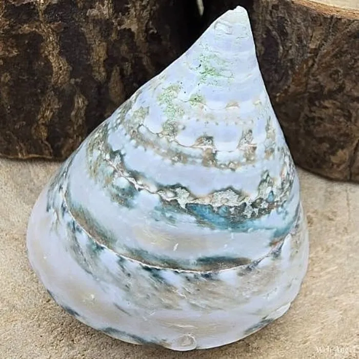 Trochus Troca Schelp Groen – 5-6 cm