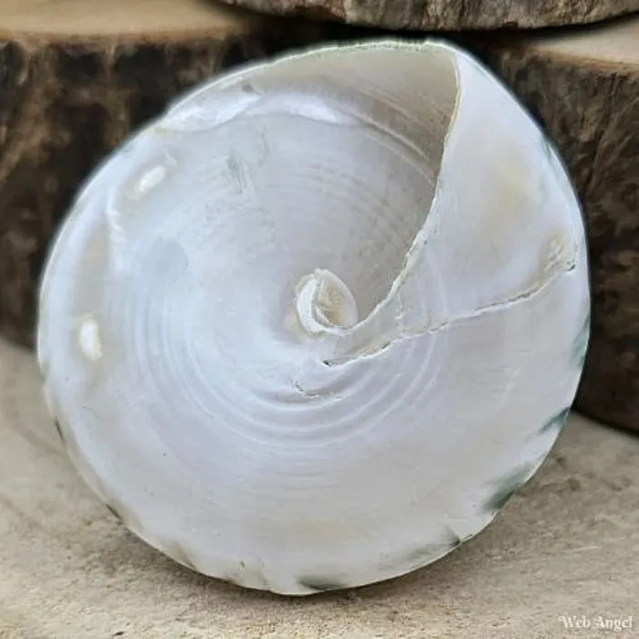 Trochus Troca Schelp Groen – 5-6 cm