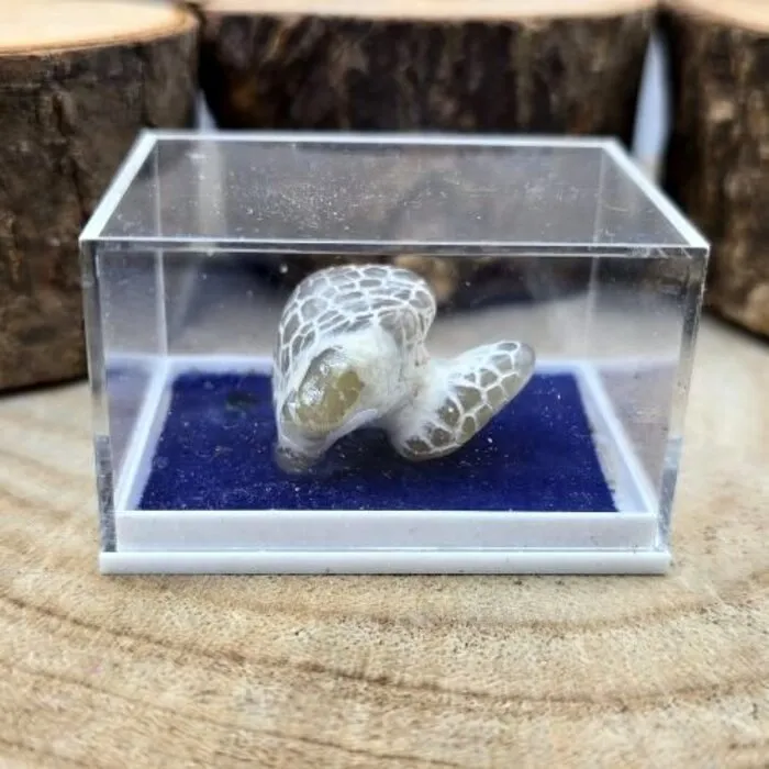 Snakeskin Chalcedoon uit Oregon