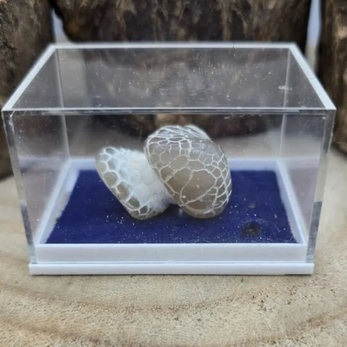 Snakeskin Chalcedoon uit Oregon