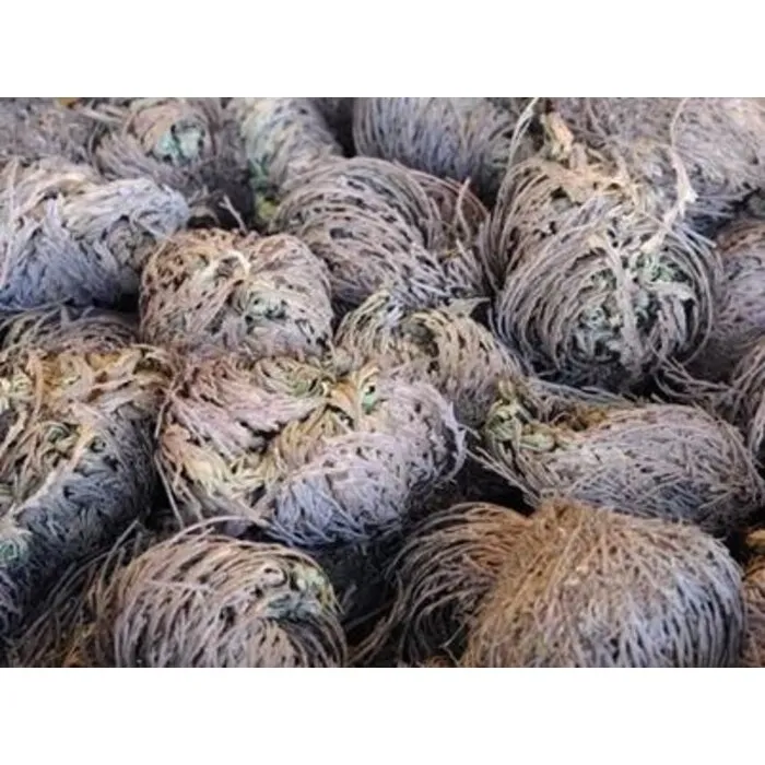 Roos van Jericho middel