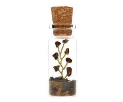 Tijgeroog boompje in flesje