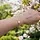 Armband zilver ster parel