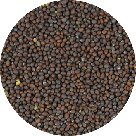 Van Beekum Specerijen Brown Mustard Seeds