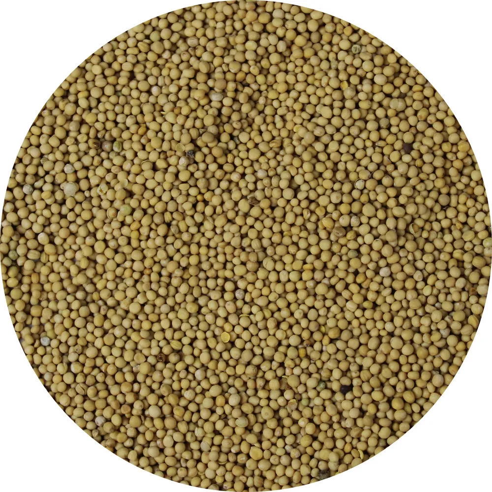 Van Beekum Specerijen Gelbe Senfkörner, ganz