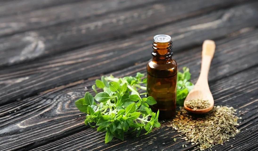 7x gesundheitliche Vorteile von Oregano-Kräutern 7x gesundheitliche Vorteile von Oregano-Kräutern