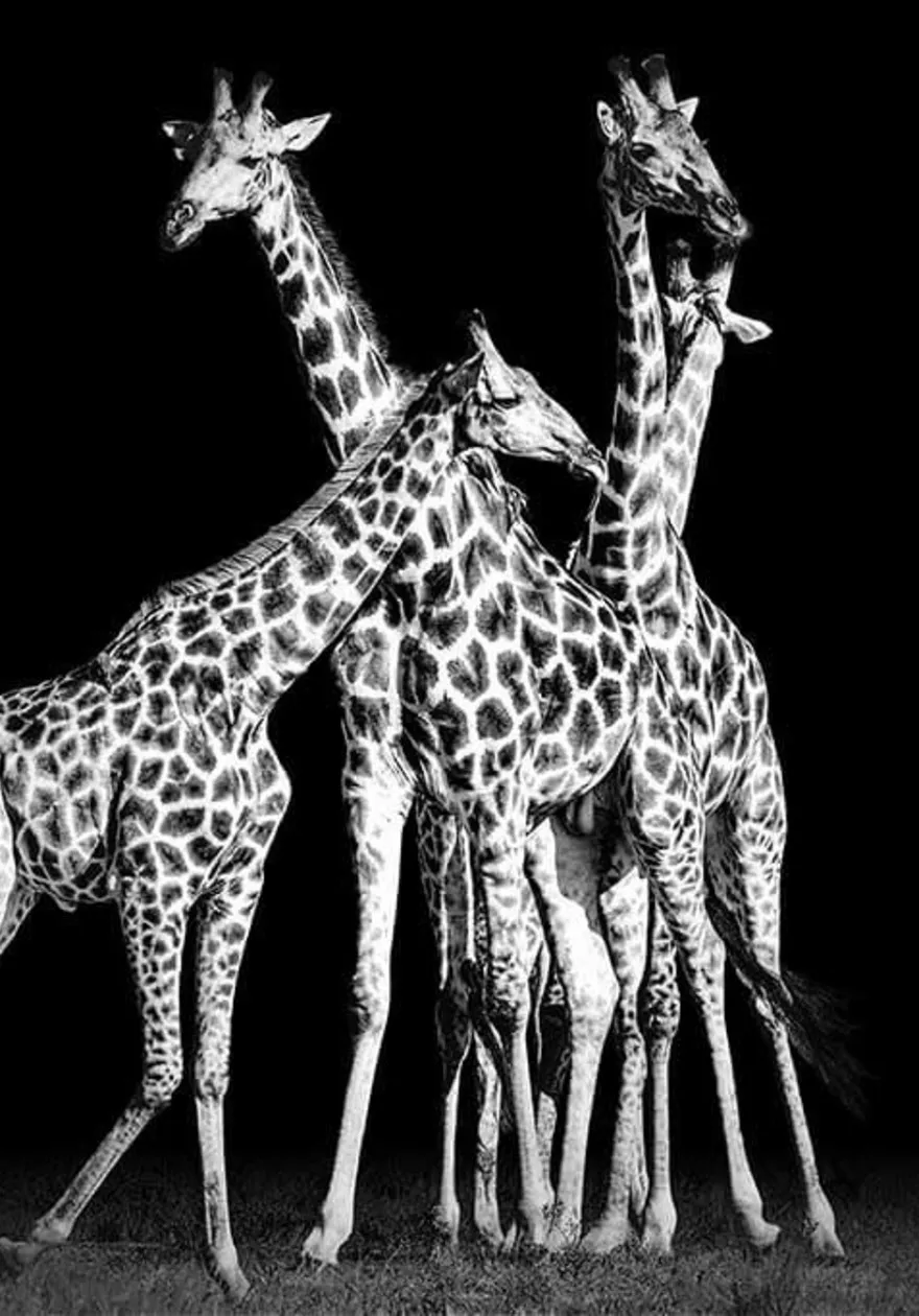 Giraffes