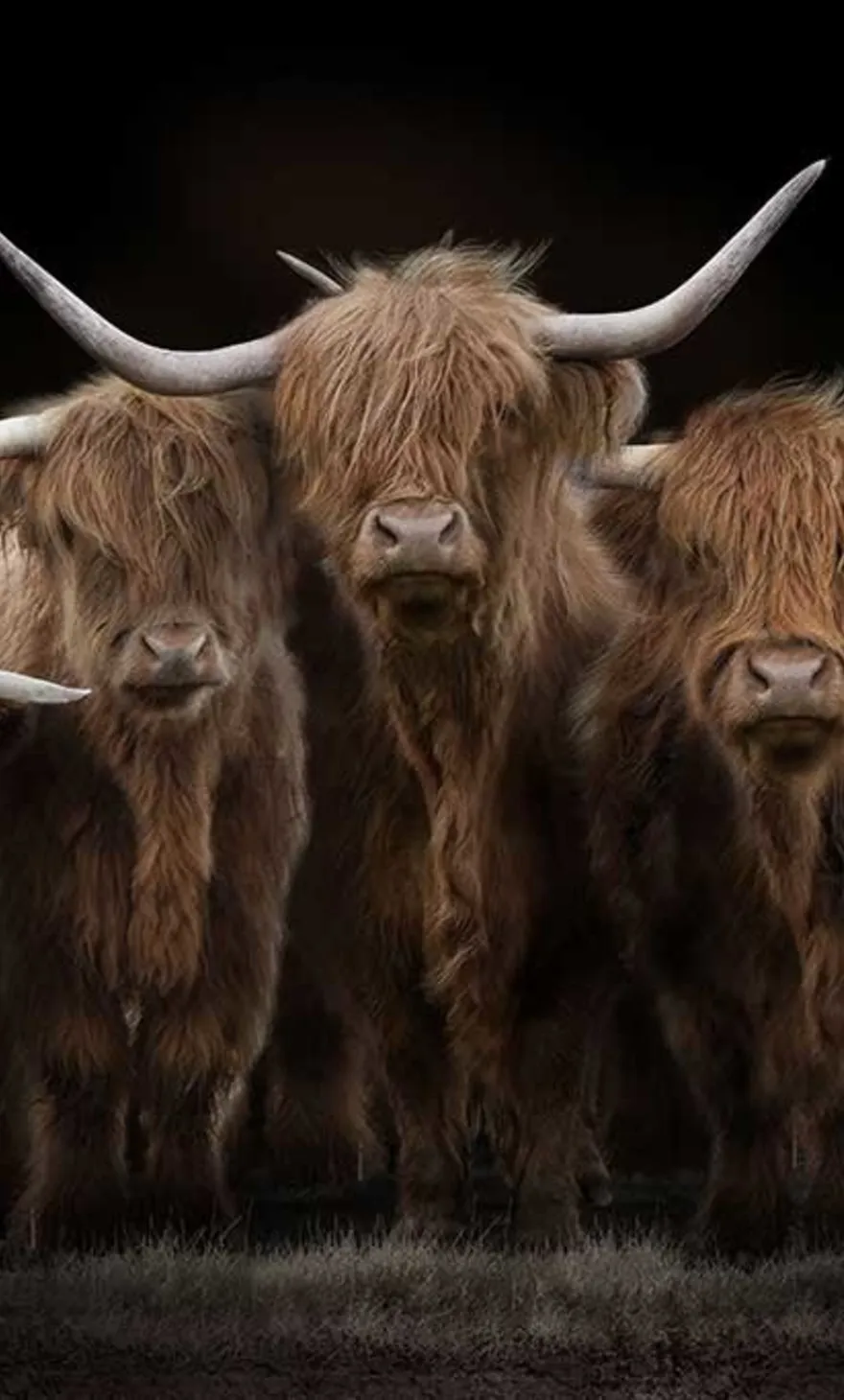 Scottish Highlanders