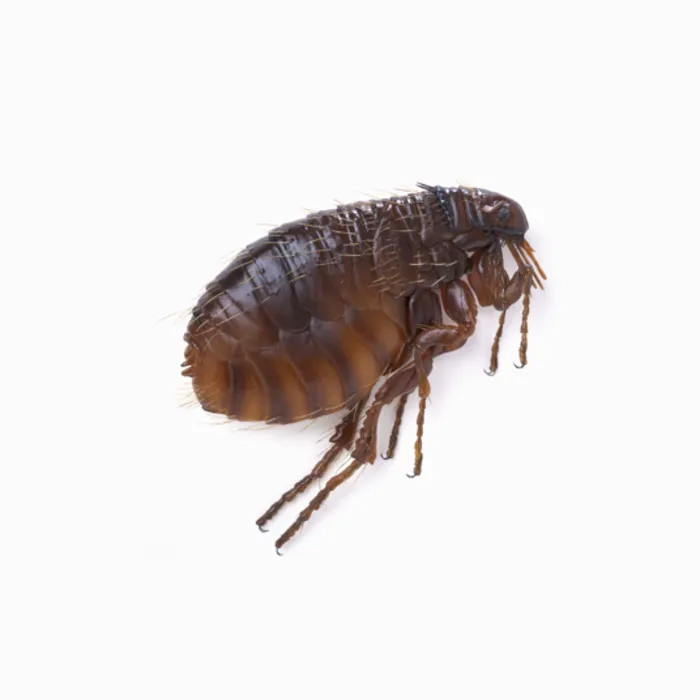 HG HG X Vlooienspray - 400 ml