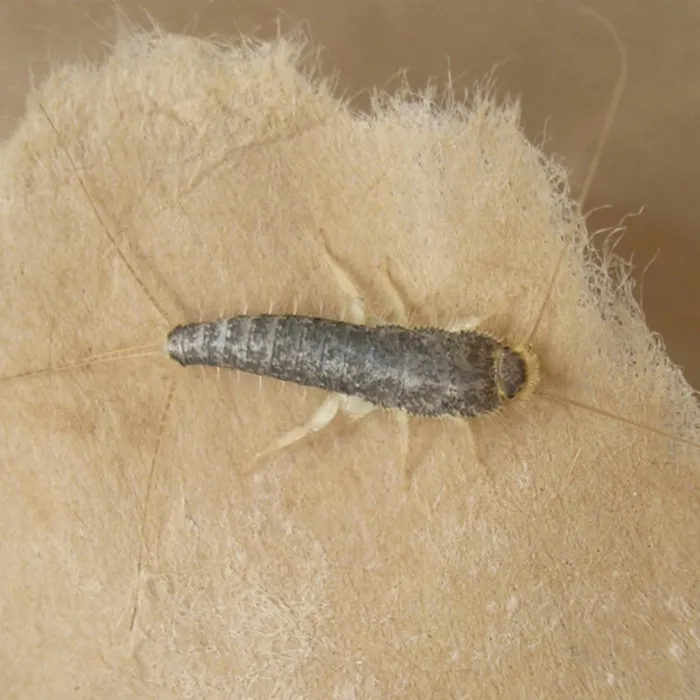 HG HG X Tegen Zilvervisjes - 400 ml