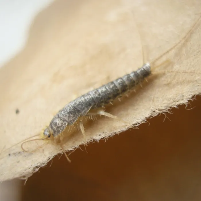 HG HG X Tegen Zilvervisjes - 400 ml