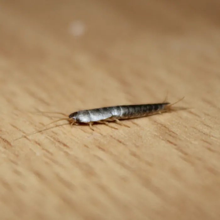 HG HG X Tegen Zilvervisjes - 400 ml