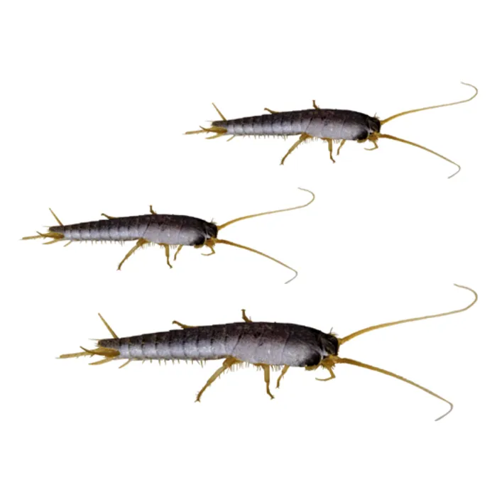 HG HG X Tegen Zilvervisjes - 400 ml