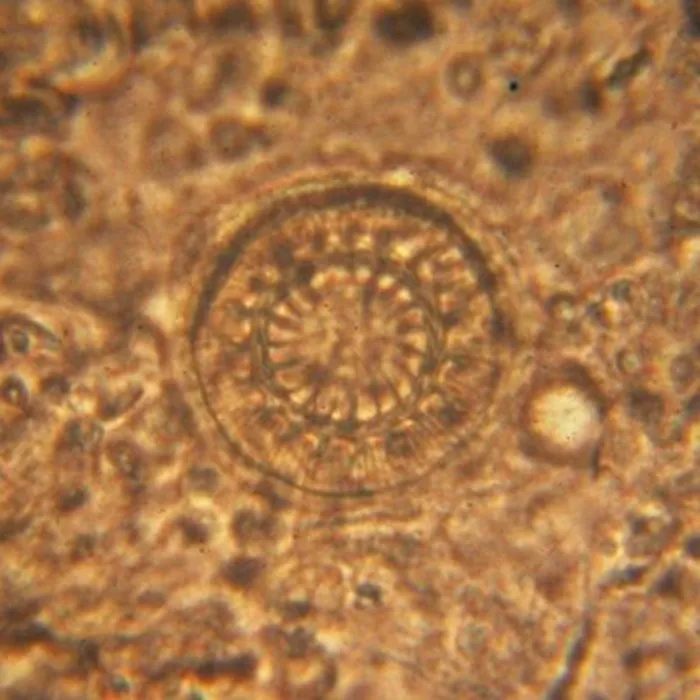 Fish Pharma Fish Pharma Calin 1 ltr