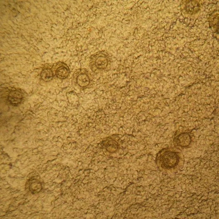 Fish Pharma Fish Pharma Calin 1 ltr