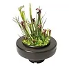 Floating Plant Basket  22 cm