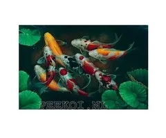 Koi Poster 70 x 100 cm