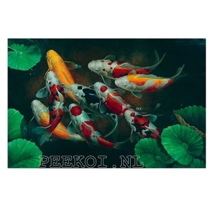 Koi Poster 70 x 100 cm