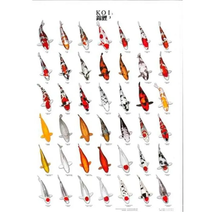 Koiposter nr 03 A4 Formaat