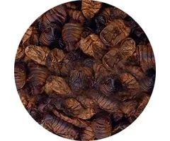 Natuurvoer Zijderupsen 5 ltr