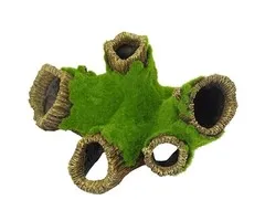 Blue Belle Pacific Blue Belle Pacific Mossy Rooter