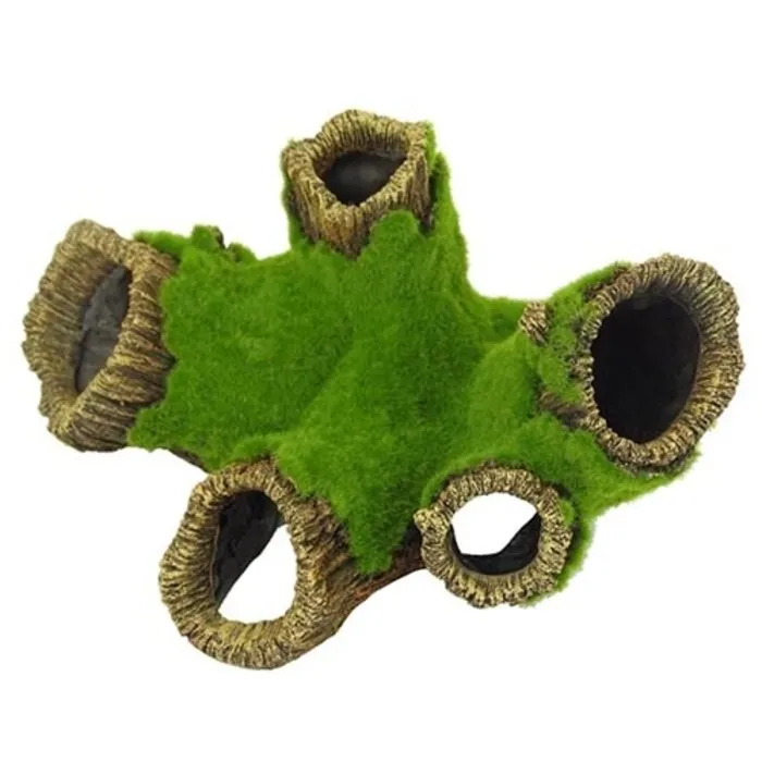 Blue Belle Pacific Blue Belle Pacific Mossy Rooter