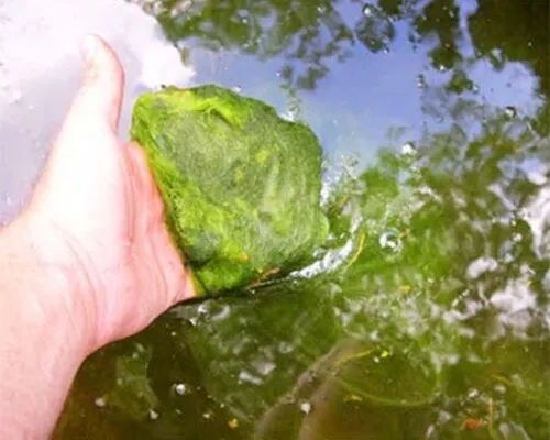 Alles over het bestrijden van algen in uw vijver