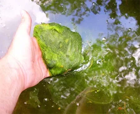 Alles over het bestrijden van algen in uw vijver