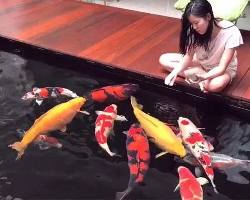 Alles over koi voer en visvoer voor uw vijver 