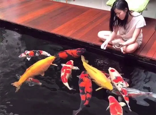 Alles over koi voer en visvoer voor uw vijver 