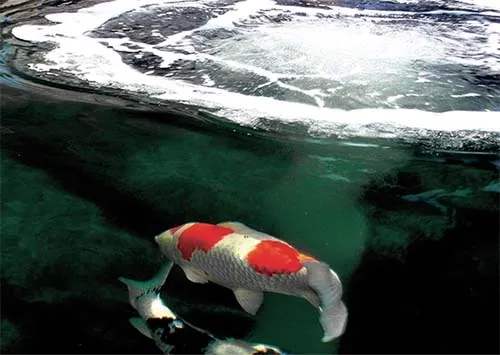 Alles over vijverpompen