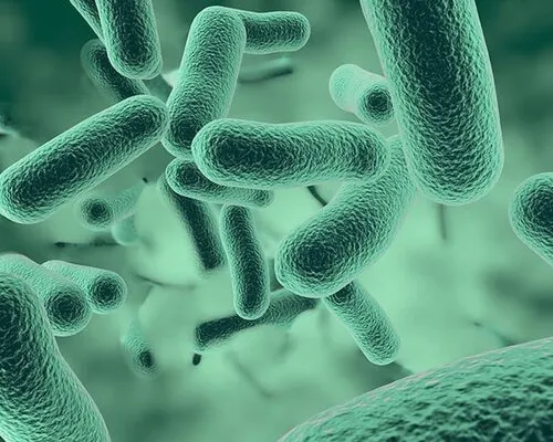 Alles over vijverbacteriën